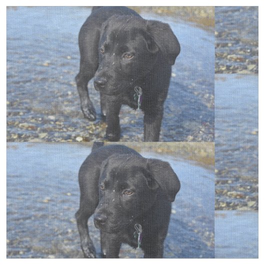 Adorable Black Lab Welpenhund Stoff (Nahaufnahme)