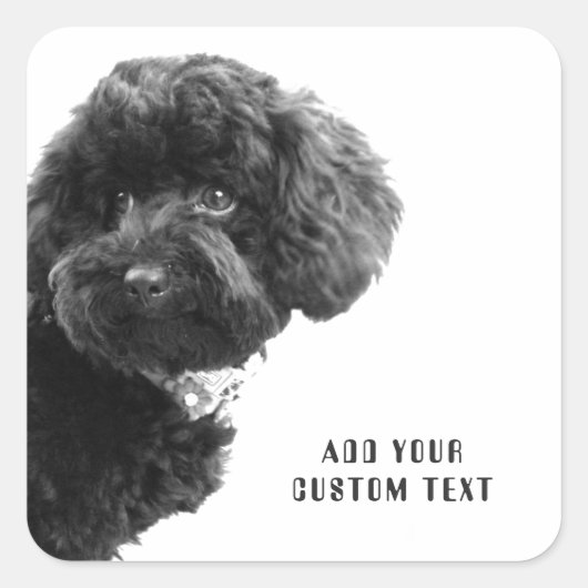 ©Adorable Black Poodle Puppy Custom Square Sticker (Vorderseite)