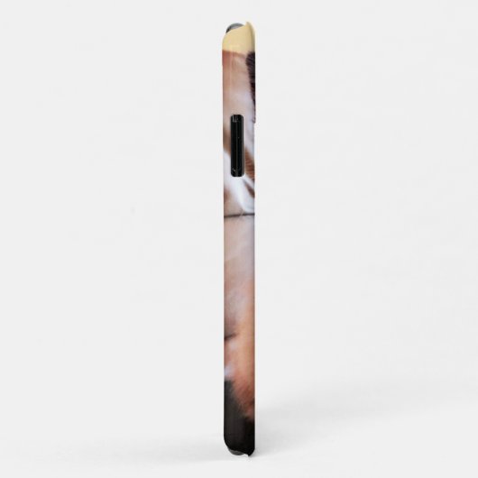 Adorable Blue Mit Augen Masked Kitten Foto Case-Mate iPhone Hülle (Hinten/Rechts)