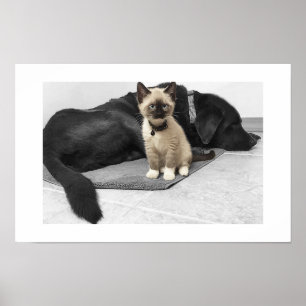 Adorable Blue Mit Augen Sentry Cat Poster