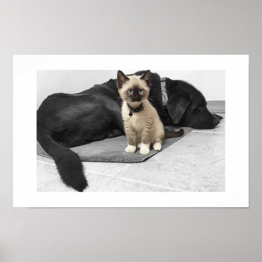 Adorable Blue Mit Augen Sentry Cat Poster (Vorne)