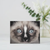 Adorable Blue Mit Augen White & Brown Kitten Postkarte (Stehend Vorderseite)