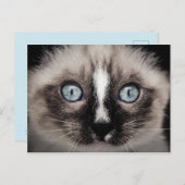 Adorable Blue Mit Augen White & Brown Kitten Postkarte (Vorne/Hinten)