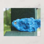 Adorable Bluebird Rock Postkarte (Vorderseite)