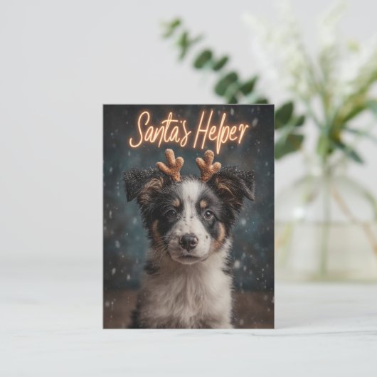 Adorable Border Collie Puppy als Helfer des Weihna Postkarte (Stehend Vorderseite)