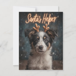 Adorable Border Collie Puppy als Helfer des Weihna Postkarte
