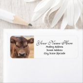 Adorable Brown Calf Rücksendeadresse (Insitu)