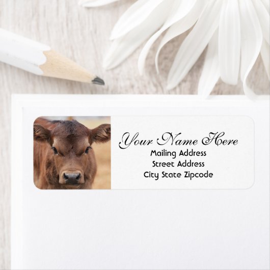 Adorable Brown Calf Rücksendeadresse (Insitu)