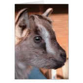 Adorable Brown Goat Kid (Vorne)