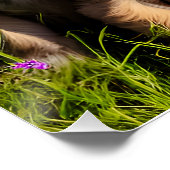 Adorable Brussels Griffon Welppies Poster (Ecke)