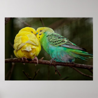 Adorable Budgies Poster