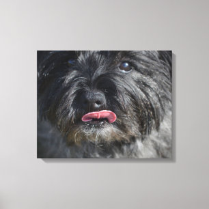 Adorable Cairn Terrier Leinwanddruck