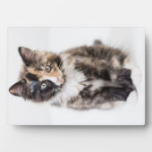 Adorable Calico Kitten Fotoplatte (Vorderseite)
