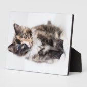 Adorable Calico Kitten Fotoplatte (Seite)