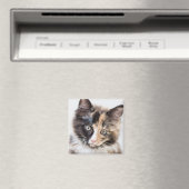 Adorable Calico Kitten Magnet (In Situ (Geschirrspüler))