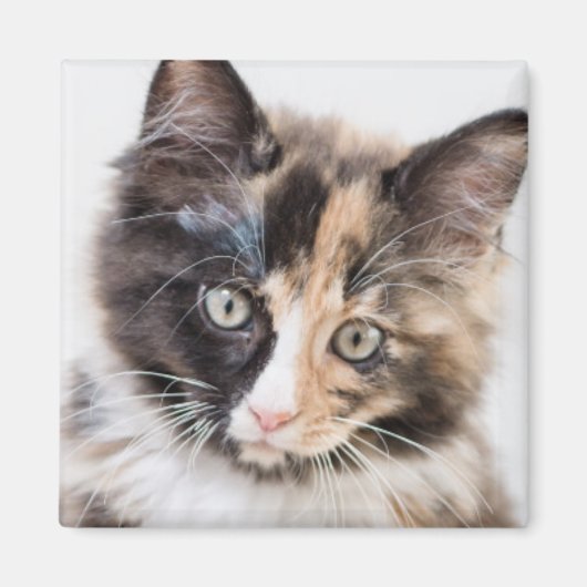Adorable Calico Kitten Magnet (Vorne)