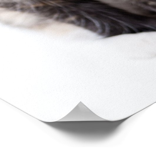 Adorable Calico Kitten Poster (Ecke)