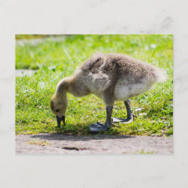 Adorable Canada Gänse Postkarte