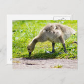 Adorable Canada Gänse Postkarte (Vorne/Hinten)