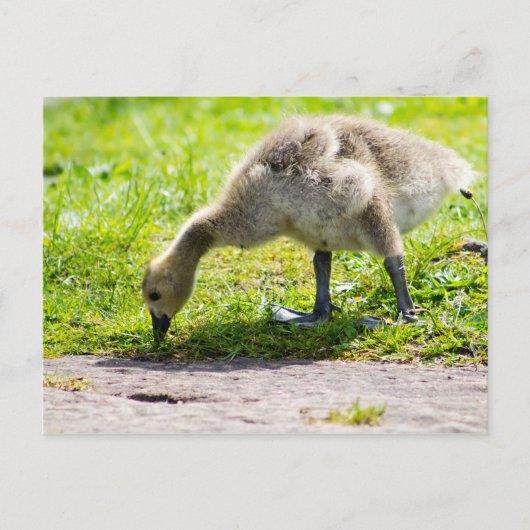 Adorable Canada Gänse Postkarte (Vorderseite)