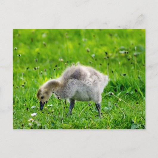 Adorable Canada Gänse Postkarte (Vorderseite)