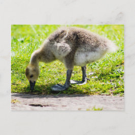 Adorable Canada Gänse Postkarte
