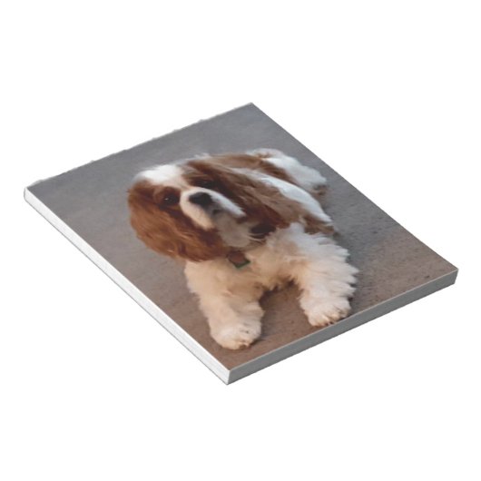 Adorable Cavalier King Charles Spaniel Notizblock (angewinkelt)
