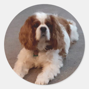 Adorable Cavalier King Charles Spaniel Runder Aufkleber