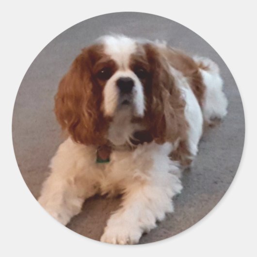 Adorable Cavalier King Charles Spaniel Runder Aufkleber (Vorderseite)