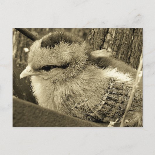 Adorable Chick Playing im Garten Postkarte (Vorderseite)