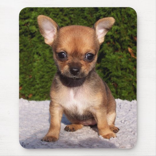 Adorable Chihuahua Puppy Dog Mousepad (Vorne)