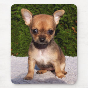 Adorable Chihuahua Welpe Hund Mousepad