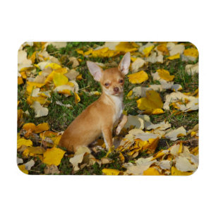 Adorable Chihuahua Welpe zwischen gelben Blätter Magnet