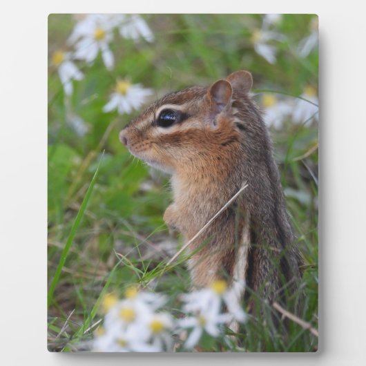 Adorable Chipmunk in Blume Fotoplatte (Vorderseite)
