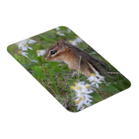 Adorable Chipmunk in Blume Magnet (Rechte Seite)