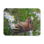 Adorable Chipmunk in Blume Magnet (Horizontal)