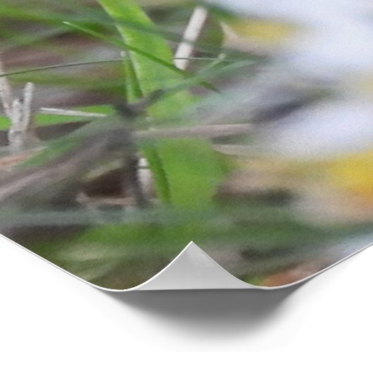 Adorable Chipmunk in Blume Poster (Ecke)