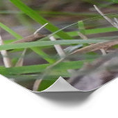 Adorable Chipmunk in Blume Poster (Ecke)