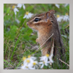 Adorable Chipmunk in Blume Poster