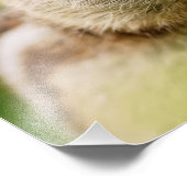 Adorable Chipmunk mit vollen Wangen Fotodruck (Ecke)