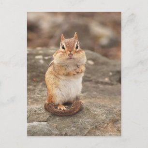 Adorable Chipmunk-Postkarte Postkarte