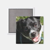 Adorable Chorkie Puppy Magnet (Vorderseite/Rückseite)