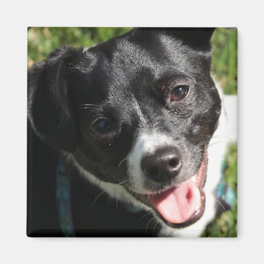 Adorable Chorkie Puppy Magnet (Vorne)