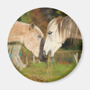 Adorable Cuddling Pferde essen Hay Magnet