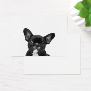 Adorable Dog Black French Bulldog Face