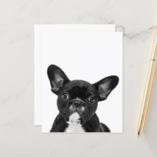 Adorable Dog   Black French Bulldog Face