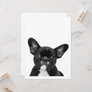 Adorable Dog Black French Bulldog Face