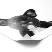 Adorable Dog | Black French Bulldog Face Fotodruck (Ecke)