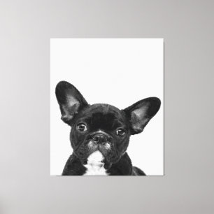 Adorable Dog   Black French Bulldog Face Leinwanddruck