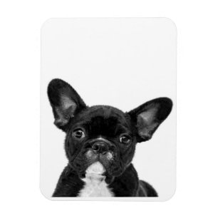 Adorable Dog Black French Bulldog Face Magnet